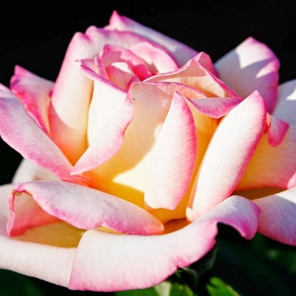 Meet your Posher, Jenn - Picture 1 of 1